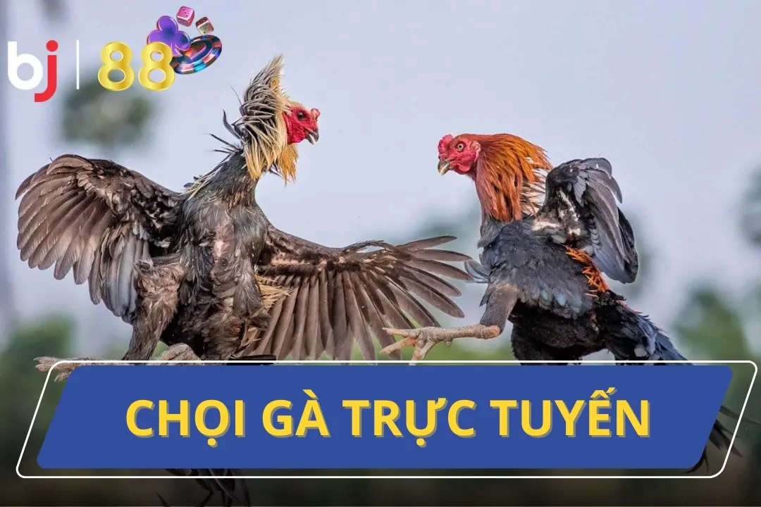 Chọi Gà Trực Tuyến: Sự Thật Đằng Sau Mà Bạn Chưa Biết