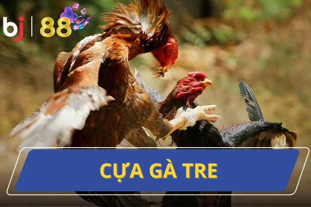 Các Loại Cựa Gà Tre Phản Anh Sức Chiến Đấu Cho Chiến Kê