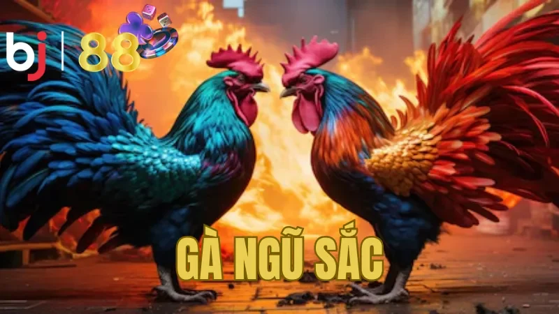 Sơ bộ về dòng gà Ngũ Sắc 